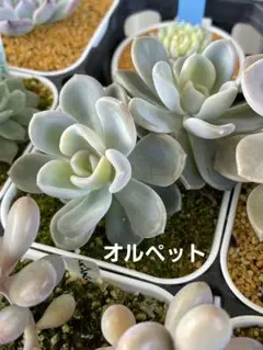 多肉植物 オルペット 繁殖木 抜き苗