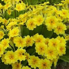 黄色いお花 プリムラ 6苗 メルカリ 今季最終です
