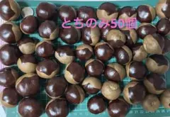 とちのみ　50個