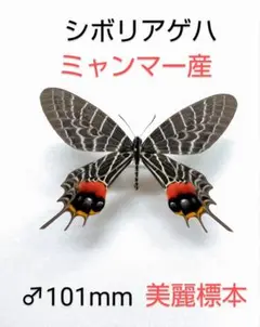 ミャンマー産 シボリアゲハ 開長96.5mm 蝶標本 昆虫標本 2025年最新】標本 シボリアゲハの人気アイテム - メルカリ