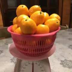 採りたて 大きめの 金柑 キンカン 1kg