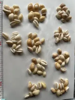 タカラ貝　100個