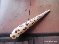 ■collection materialタケノコガイ・自然素材・天然素材