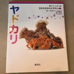 ヤドカリ