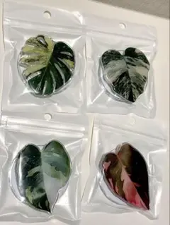 観葉植物　ポップソケット　スマホグリップ　スマホスタンド