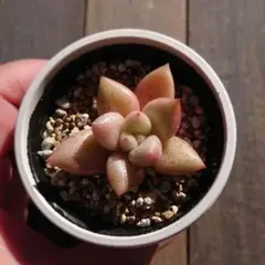 レッドエボニー × アメチス 韓国苗