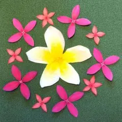 押し花 プルメリア＆サンダンカ