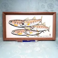 ヤマメの透明水彩画