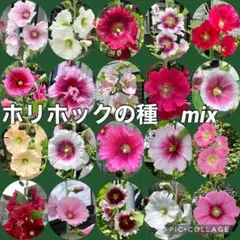 ホリホック タチアオイの種