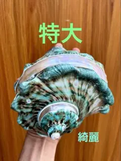 特大　夜光貝　16.9cm 735g