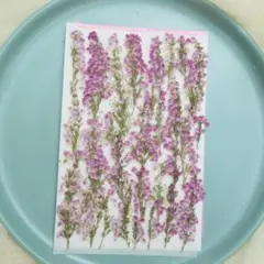 押し花　エリカ