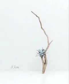 新時代をかける自然流木83cmロング　ティランジア　カントリー　流木アート　美