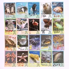 鳥羽水族館 コレクションカード