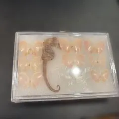 Item thumbnail for item 1c71ce4b-1ceb-48e3-a5ac-144bd01802eb