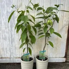 イランイラン　苗木　苗　7合ポット　観葉植物　レアプラント　香水の原料　風水効果 楽天市場】《イランイランの木 A品株 7号大株》希少熱帯植物