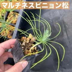 マルチネスピニョンマツ　2つセット マルチネスピニョンマツ 2つセット