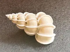 オオイトカケ（イトカケガイ科）　蓋付 5.30cm