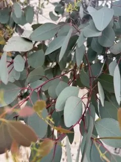 ユーカリ ポポラス