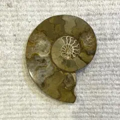 アンモナイト 化石 12.3cm 中生代 インテリア