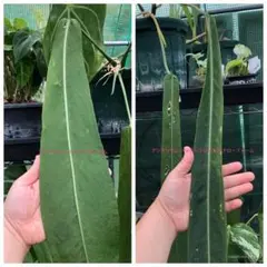 2025年最新】anthurium pallidiflorumの人気アイテム - メルカリ