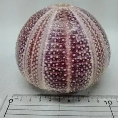 うに殻　インテリア