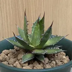 セール‼️多肉植物 アガベ ホリダ 6号 A