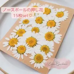 ノースポール の 押し花 15枚 ハンドメイド 花材 クリサンセマム