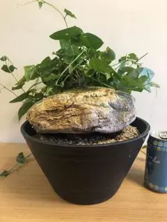 ゲラルダンサスマクロリザス 大株 発根済