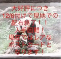 配布終了!早い者勝ち!ありがとう シャンシャン ポストカード 非売品 新品未開封