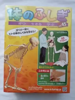 まとめて　アーサーが教える　体のふしぎ　HACHETTE 82まで　価格戻 m84390403764_1.jpg?1671596709