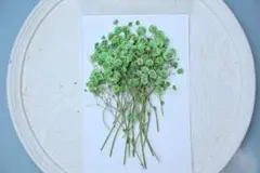 押し花　カラフルかすみ草20本