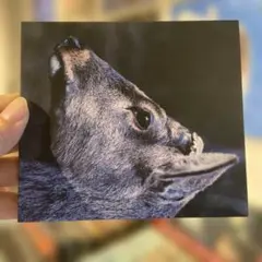 toe / the book