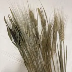 インコエサ ハンドメイド 小麦の穂