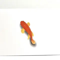 No.3311 色鉛筆画　デジタル絵画　「赤い金魚」　金魚