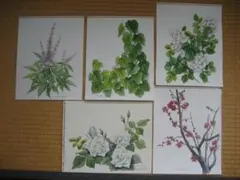 原画　季節の草花（その１２）水彩画５点