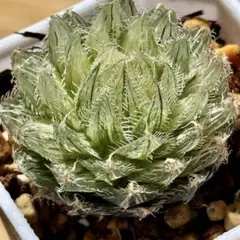多肉植物 ハオルチア スフィロイデア セミビバ 糊斑 実生株 多肉植物 ハオルチア スフィロイデア セミビバ 糊斑 実生株