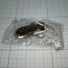 魚型標本 プラスチック製 　金色コイン付き 新品・未使用・未開封