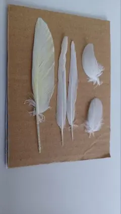 鳥の羽根　オカメ　ルチノー