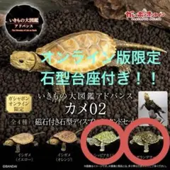 いきもの大図鑑アドバンス カメ ミシシッピアカミミガメ リオグランデクーター