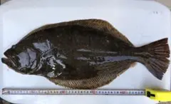 船 ヒラメ 替えハリス 6本