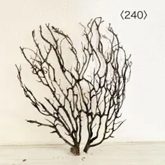 ウミウチワ〈240〉