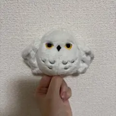 ハリー・ポッター ヘドウィグ タリーズコーヒー