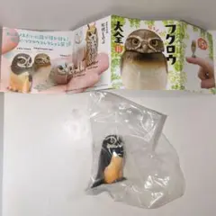 ガチャ　福をよぶ　フクロウ大全　Ⅱ　メガネフクロウ　鳥　フクロウ　梟