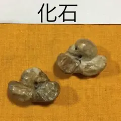 千葉県銚子市長崎鼻海岸(名洗層産)【イルカの耳骨/布袋石＋あぶみセット】 2025年最新】イルカの耳骨の化石の人気アイテム - メルカリ