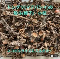 【今期最終】ドングリ(マテバシイ)の小枝・殻斗/ネコポスサイズいっぱい/工作等に