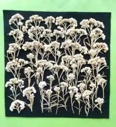 カワラハハコ✽押し花素材✽風景画に最適✽ふしぎな花倶楽部✽メルカリ便