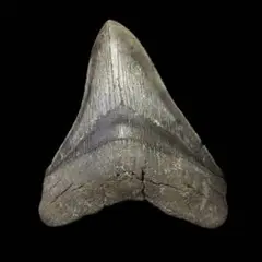 Item thumbnail for item a4f76dfe-ff80-4282-b4a3-3d45b5733aa7