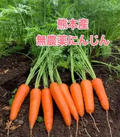 熊本産にんじん1.3キロ