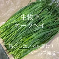 ✳️本日ラスト1箱✳️生牧草 オーツヘイ 箱いっぱい 詰め合わせ