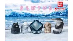まちぼうけ 白うさぎ　ハンマーヘッドシャーク　ガチャ